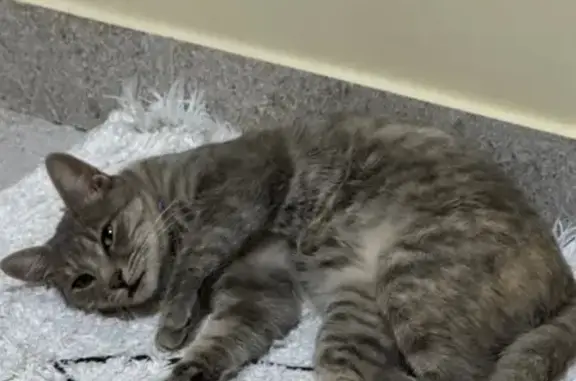 Gato desaparecido Fêmea (brl002850) - photo