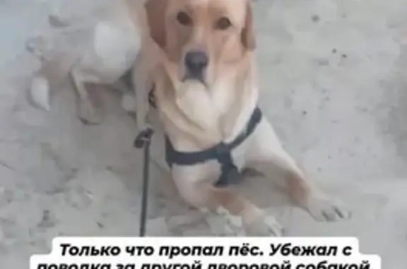 Зникла собака, Володимирська вулиця, Слобожанське, Ювілейне — білий лабрадорчик - photo