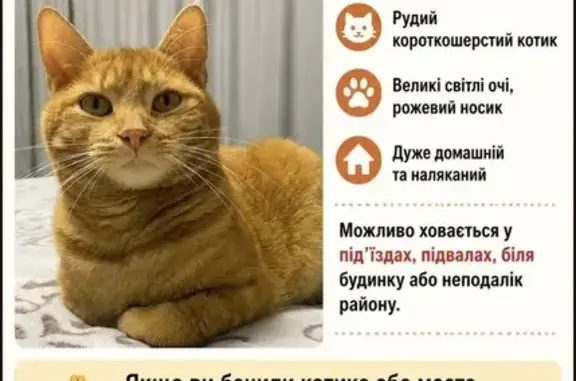 Зникла кішка, Зоологічна вулиця, 8, Київ — рудий котик, дуже спокійний і наляканий - photo
