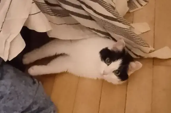 Animaux perdus Brest, photo: Chat perdu, Avenue Georges Clemenceau, 27bis, Brest - femelle, petit gabarit