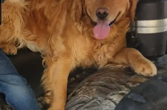 Lost dog, Yulle Road, 5451, Strasburg - photo