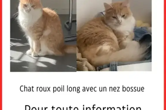 Chat perdu mâle, Rue Saint-Martin, 17, Angers - roux et blanc à poil long - photo