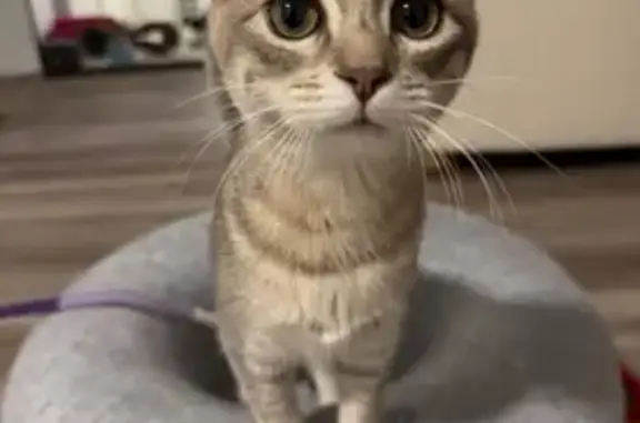 Lost cat, Sagg Main Street, 151, Sagaponack - female - photo