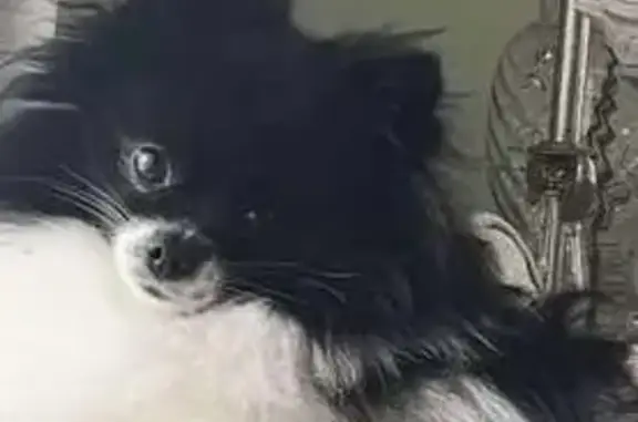 Black and white Pomeranian. REWARD!!! This is Bella, she has been on the run for 1 week now. She was last seen Thursday 5/21 in the Golden Isle shopping center and on C and Y blvd behind the shopping center. Please do not approach her, she will run further. We need her location to set up Humane traps with a rescue unit. All we need is her locations. Please help us to help her. She is probably very hungry and frightened which is why when you try to approach she runs. Please help with location only. Call 912-518-222-1092 or 912- 663-7437 Traps will be set up in different areas.