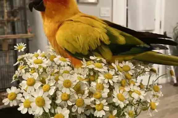 Lost pets Azusa, photo: Lost bird, North Avenue 50, Los Angeles - male with a ring on his foot