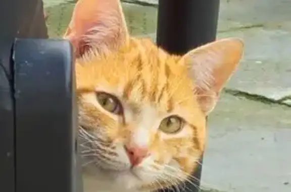 Lost cat, Penlyn Avenue, 51, Lansdowne - male - photo