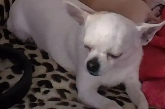 Animaux perdus Paris, photo: Perdu chien femelle, Rue Pasteur, 16, Baccarat, Paris - chihuahua blanche avec oreille brune