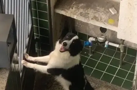 Cachorro perdido Fêmea (brl002852) - photo