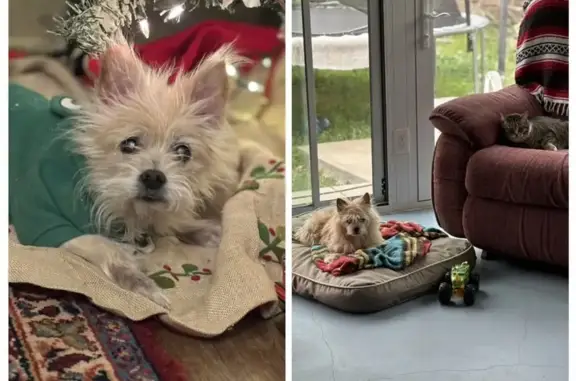 Lost dog, East 59th Place, 7362, Tulsa - blind friendly elder dog - photo