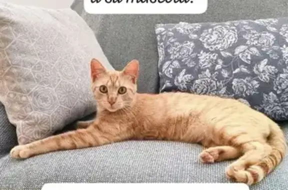 Gato encontrado macho, Pilar d...