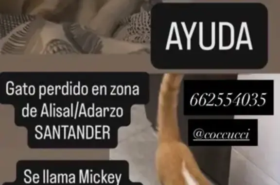 Lleva un collar de color rojo y una chapa con su nombre y nuestros móviles
