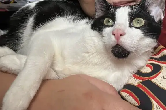 Animaux perdus Lattes, photo: Chat perdu, Rue Savorgnan de Brazza, 27, Lattes - mâle, mince, jeune