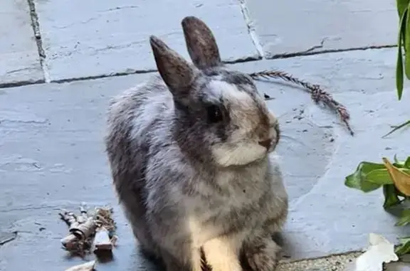 Animaux trouvés Landrévarzec, photo: Trouvée oiseau, Le Stankou, 40, Landrévarzec
