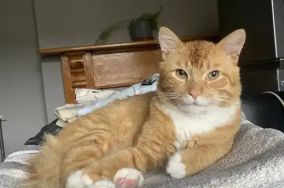 Lost cat, Cavendish Square, 31, Cape Town - male, shy and scared of people - photo