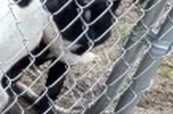 Lost dog, Barnesville Church Road, North Carolina, Arlington - female puppy hound mix, mostly black with some white fur - photo