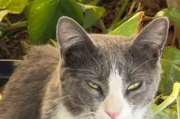 Encontrado gato hembra, Cerrad...