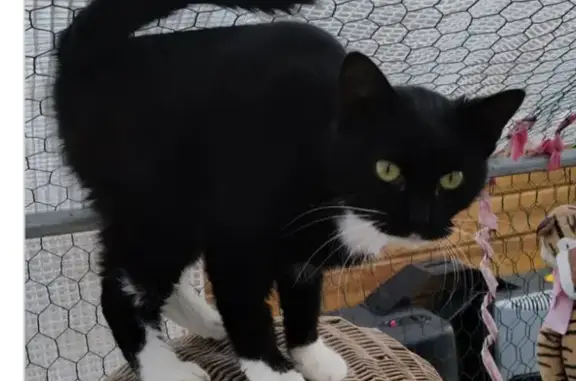 Chat perdu, Sallebœuf, photo: Chat perdu femelle, Route des Gachets, Sallebœuf - collier avec clochette
