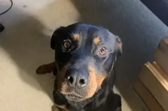 Found dog Crib Point, photo: Found dog, The Esplanade, Melbourne, Crib Point - male Rottweiler, about 6 months old