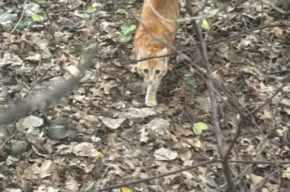 Lost pets Fort Worth, photo: Lost cat, Bear Creek Parkway, 1300, Euless, Fort Worth