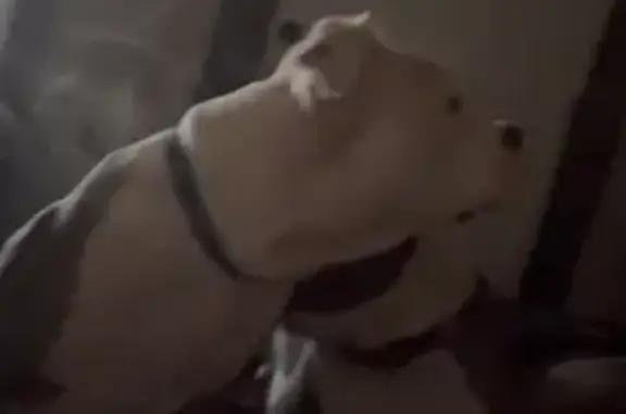 Lost dog, South Warman Avenue, 38, Indianapolis - male, microchipped - photo