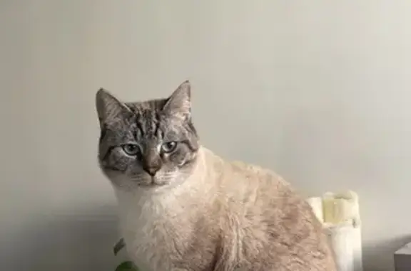 Lost cat, Gordon Parade, Brisbane - male tabby grey, 2 years old - photo