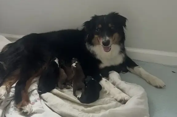 Lost dog, Cade, Louisiana - female tricolor Australian Shepherd - photo
