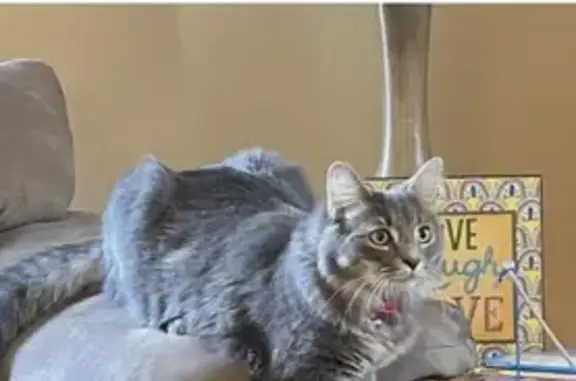 Lost cat, Ohio Street, 2779, Saginaw - female - pink collar - photo