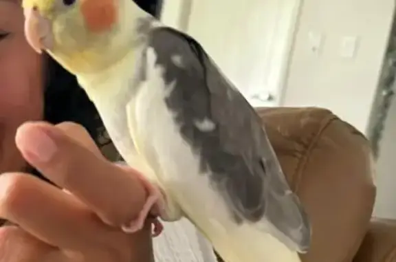 Lost bird Male, Redbank (al496...