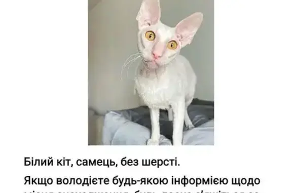 Зникла кішка, вулиця Василя Порика, 19, Вінниця — біла, без шерсті - photo