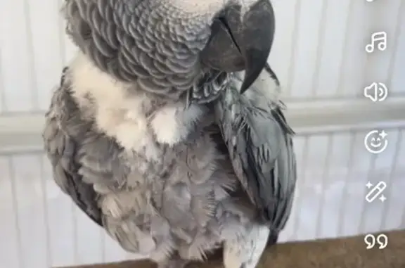 Animaux perdus Hayange, photo: Perdue oiseau femelle, Résidence les Jardins de Saint-Nicolas, 42, Hayange - queue rouge