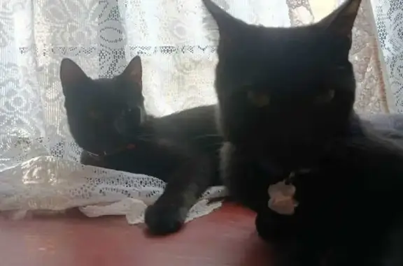 Gato perdido macho, Laureles, 75, Los Reyes Acaquilpan - 7 meses, collar rojo, ojos verdes - photo