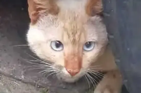 Gato desaparecido Macho (brl002853) - photo