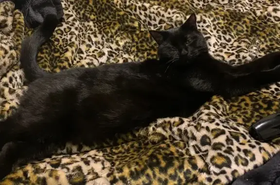 Lost cat, South Arm Road, Sandford, Seven Mile Beach — male, black, 7 years old - photo