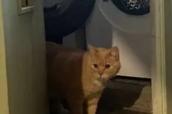 Chat perdu, Boulevard de la Gare, 7, Plouasne - mâle, crème, gentil mais peureux - photo