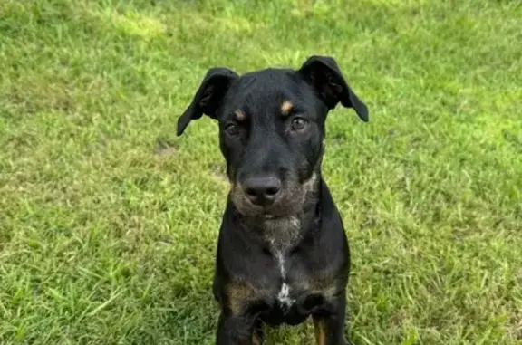 Lost dog, Avington Street, 36,...