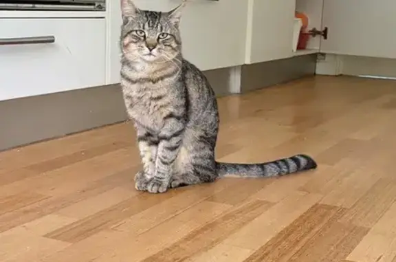 Lost cat, Centre Road, 728, City of Glen Eira, Caulfield South - male with bright green eyes - photo