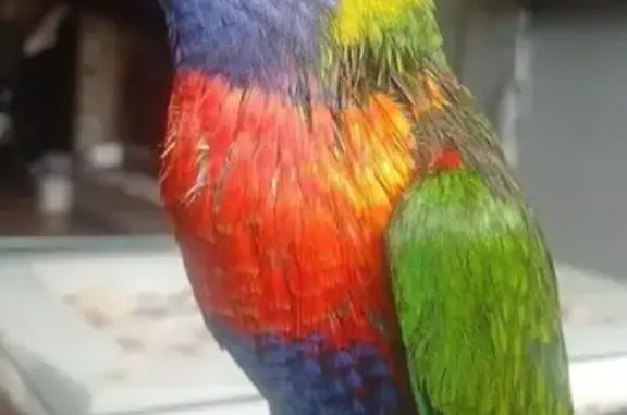 Animaux perdus Lyon, photo: Perdue oiseau mâle, Lyon