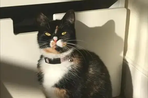 Lost cat, Brockill Crescent, 20, Catford - female, very small for her age - photo