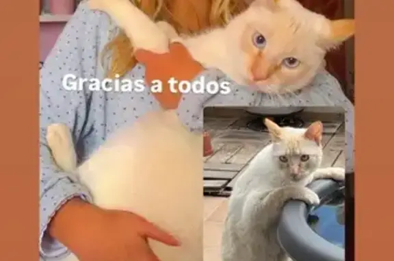 Gato perdido macho, Carrer Pedro Moreno Sastre, 34, Elx, Elche - ojos azul claro - photo