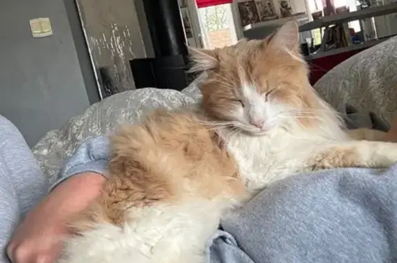 Chat perdu mâle, Rue du Plateau, 7, Smarves - roux/blanc, poils longs - photo