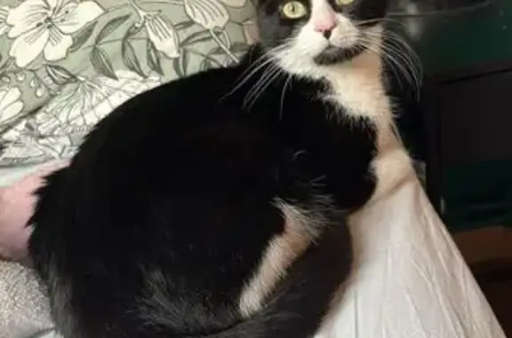 Chat perdu, Paris, photo: Chat perdu, Rue Violette, Lille, Paris - mâle, petite tâche noire sous le nez