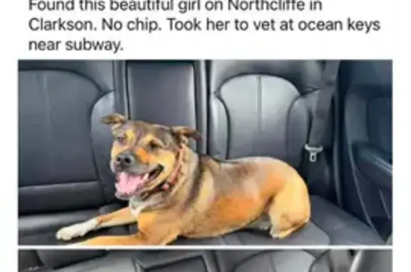 Lost dog, Northcliffe Avenue,...