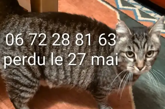 Chat perdu, femelle, Rue Louis Daquin, 21, Bourges, Blois - oreille abîmée - photo