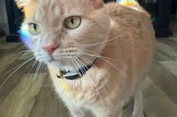 Lost cat, Streamside Drive, 5296, Galena, Columbus - female, friendly, with a collar - photo