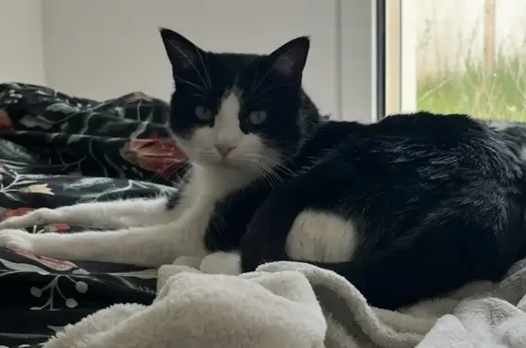 Animaux perdus Villeurbanne, photo: Chat perdu mâle, Rue Antonin Perrin, 60, Villeurbanne - tatouage dans l’oreille droite