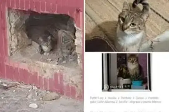 Gato encontrado Pozuelo de Alarcon, foto: Encontrado gato macho, Calle las Bulerías, Sevilla