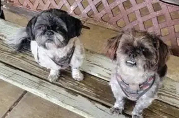 Lost dog, Hayes Street, 2288, Gary - female - photo