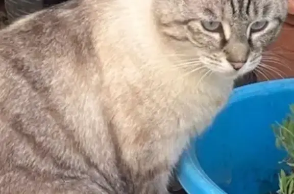 Chat perdu, Rue de la Benelle, 20, Marly — femelle câline et affectueuse - photo