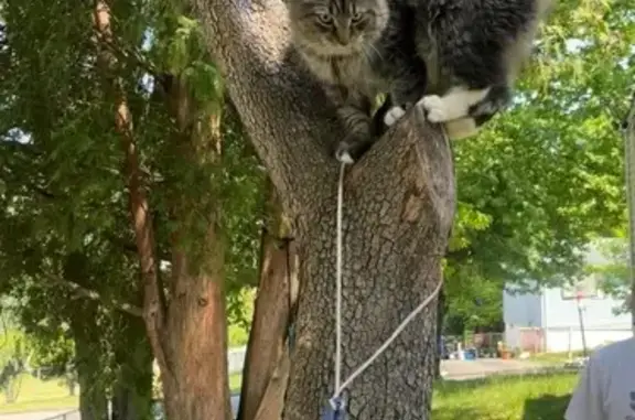 Lost cat, Norfolk Street, West Haven, Bellerose - gray tabby with a fluffy tail - photo