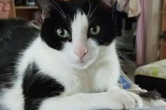 Animaux perdus Fonsorbes, photo: Chat perdu mâle, Chemin Benech, Fonsorbes - noir et blanc
